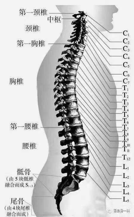 脊柱在哪里图片图片