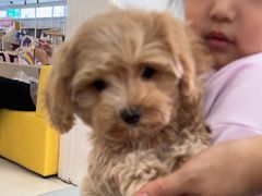 -翊宠yipet猫狗购宠庄园犬舍•猫舍