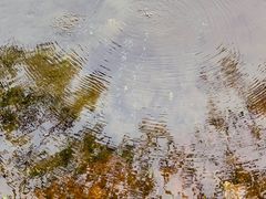 -志龙皇冠吃货椰子铺