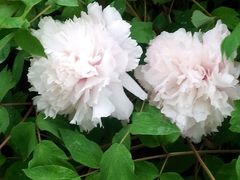 -洛阳郁金香牡丹园