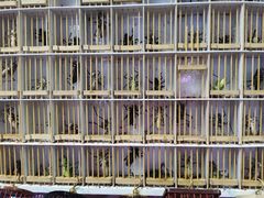 -花鸟鱼虫鲜花绿植市场(玉泉路店)