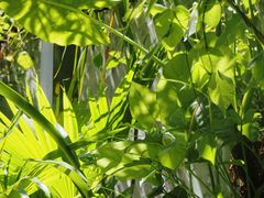 -时光花园(白鹭洲店)