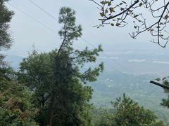 -铁山坪森林公园