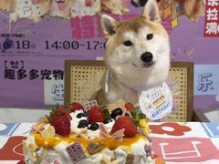 -趣多多宠物公园·宠物训犬学校·宠物寄养