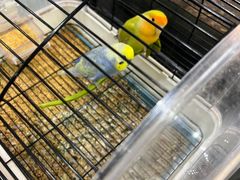 -苏州艺都古玩花鸟市场
