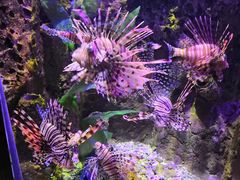 -太平洋海底世界