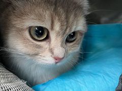-欣宠猫屋·矮脚拿破仑·蓝金金渐层
