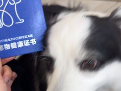 -申普宠物医院·眼科·心内科·影像科(普陀分院)
