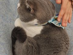 -柴迷FANS CLUB·柴犬狗咖·猫咖