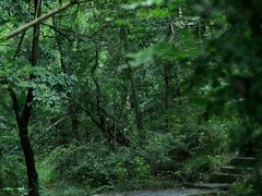 -青龙山国家森林公园