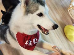 -Husky Go! 哈士奇体验馆·宠物咖啡厅狗咖