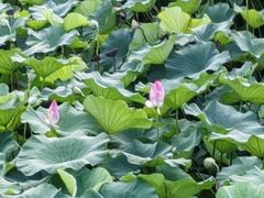 -董永七仙女文化园