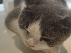 -飞行喵MR PILOT|猫舍·猫咖(静安大融城店)