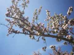 -海棠花溪(元大都城垣遗址公园)
