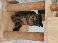 -喵园·猫主题咖啡厅·撸猫·猫咖(国贸店)