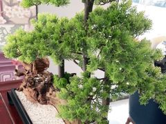 -顺峰(农展馆店)