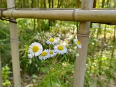 -新虹桥中心花园