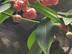 -东山雕花楼