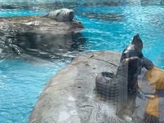 -海合安成都极地海洋公园