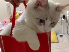 -Bastet sally猫舍购宠(静安店)