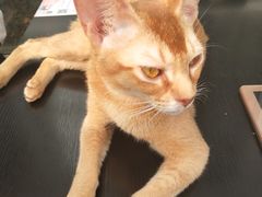 -猫小院猫主题咖啡厅(北锣店)