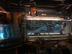 -奥兰多迪士尼动物王国乐园