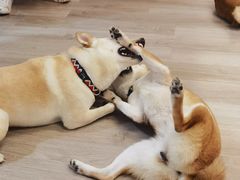 -柴迷FANS CLUB·柴犬狗咖·猫咖