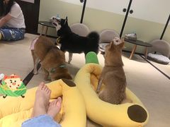 -逗柴咖啡屋·狗咖猫咖宠物桌游