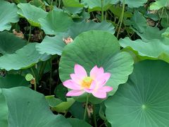 -莲花池公园