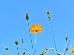 -洋湖国家湿地公园