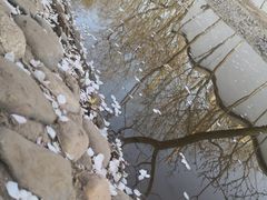 -桃花堤公园