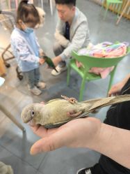 -Moni星球萌宠·小马宝莉·灵蛇·高端高阶全萌宠互动体验俱乐部(红豆国际广场店)