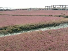 -红海滩国家风景廊道
