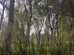 -东郊湿地公园