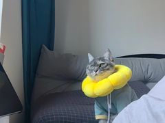 -中农大我爱我爱动物医院·核磁CT·猫病·24小时夜诊中心(石佛营店)