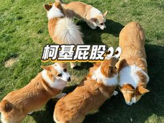 -趣玩宠物乐园寄养训犬训狗游泳池