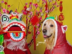 -超宠爱宠物摄影-Super pet
