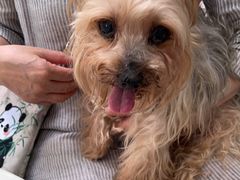 -瑞鹏宠物医院·普外科·影像科·皮肤科(城市山谷分院)