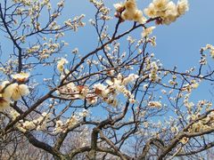 -梅花山(明孝陵内)