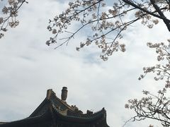 -武汉大学-樱园