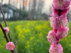 -合肥滨湖国家森林公园