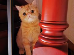 -安安宠医·安宠宠物医院