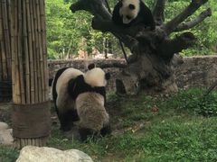 -都江堰中华大熊猫苑