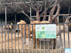 -泉州海丝野生动物世界