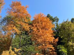 -天鹿湖森林公园