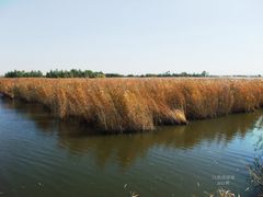 -白渔泡湿地公园