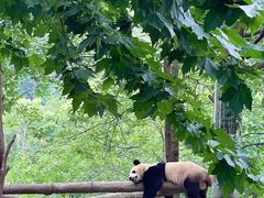 -都江堰中华大熊猫苑