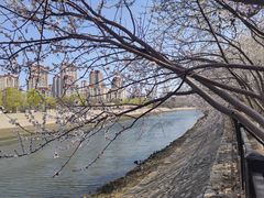 -桃花堤公园