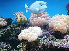 -御唐府海珊瑚主题餐厅