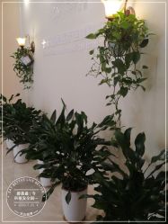 -碧莲盛·不剃发植发